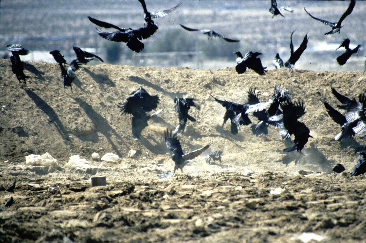 Making Tracks: Teresa Spezio