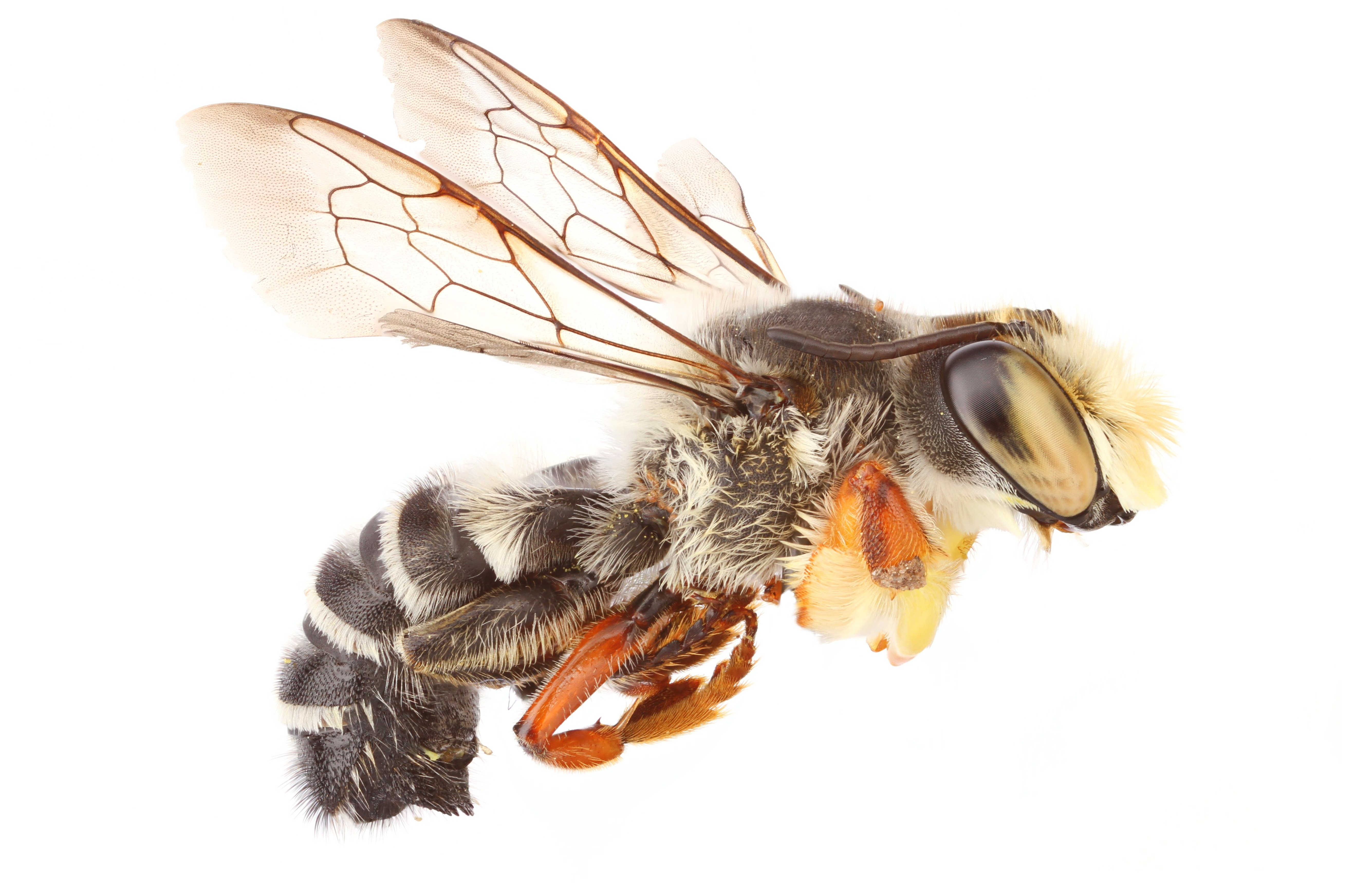 Where Have All the Insects Gone?