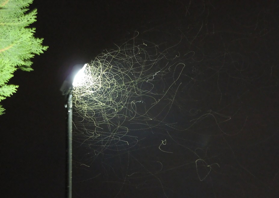 Fifty Years Ago, Cockchafers Belonged to Spring…