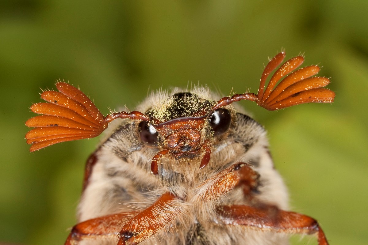 Insect Profile: The Cockchafer