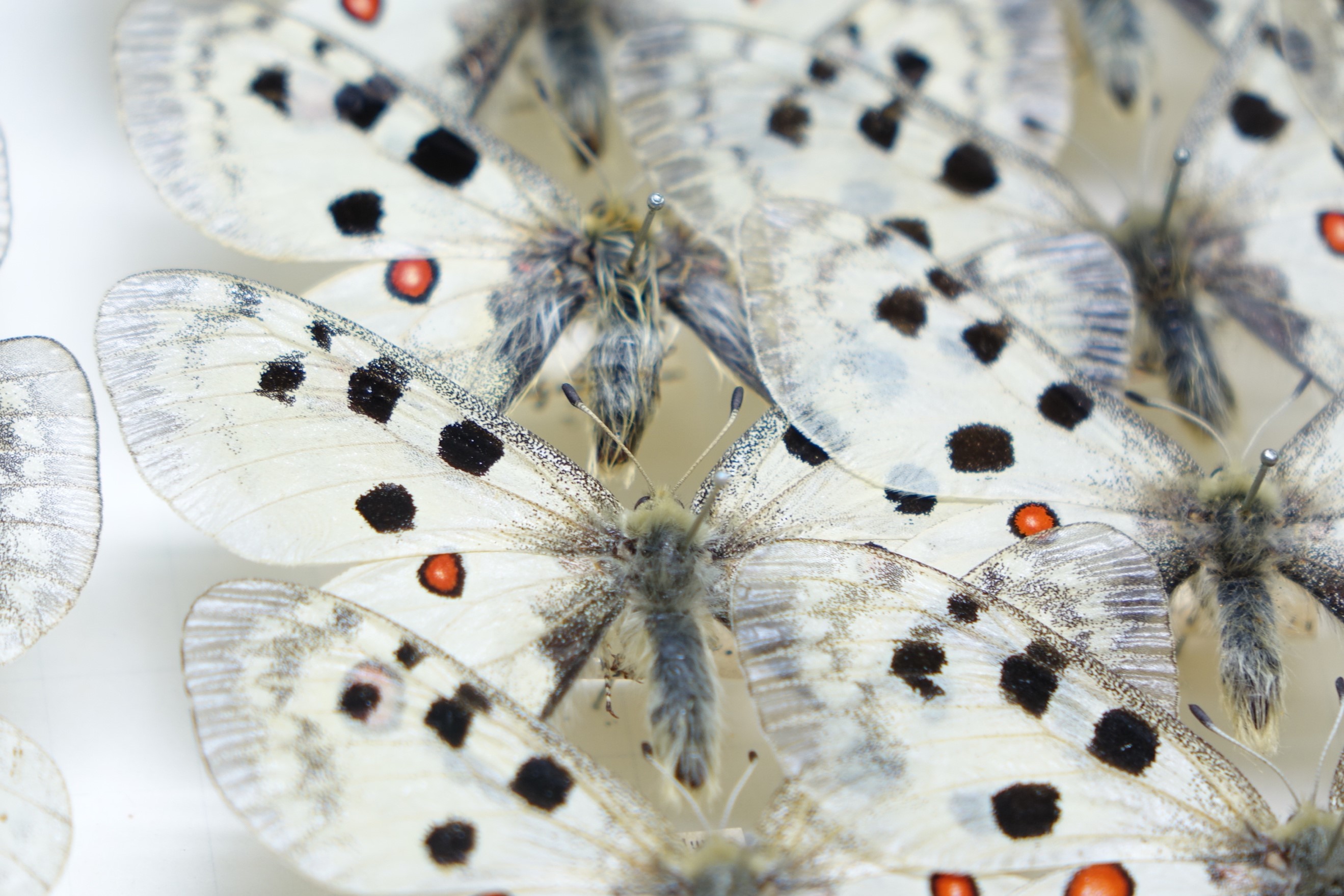 Insect Profile: The Apollo