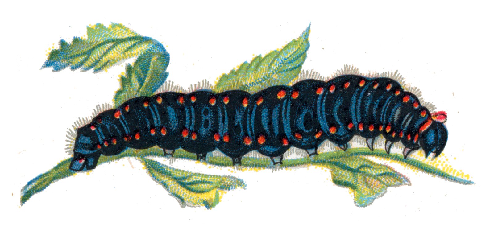 The Last Kindred Spirit of Moths and Butterflies