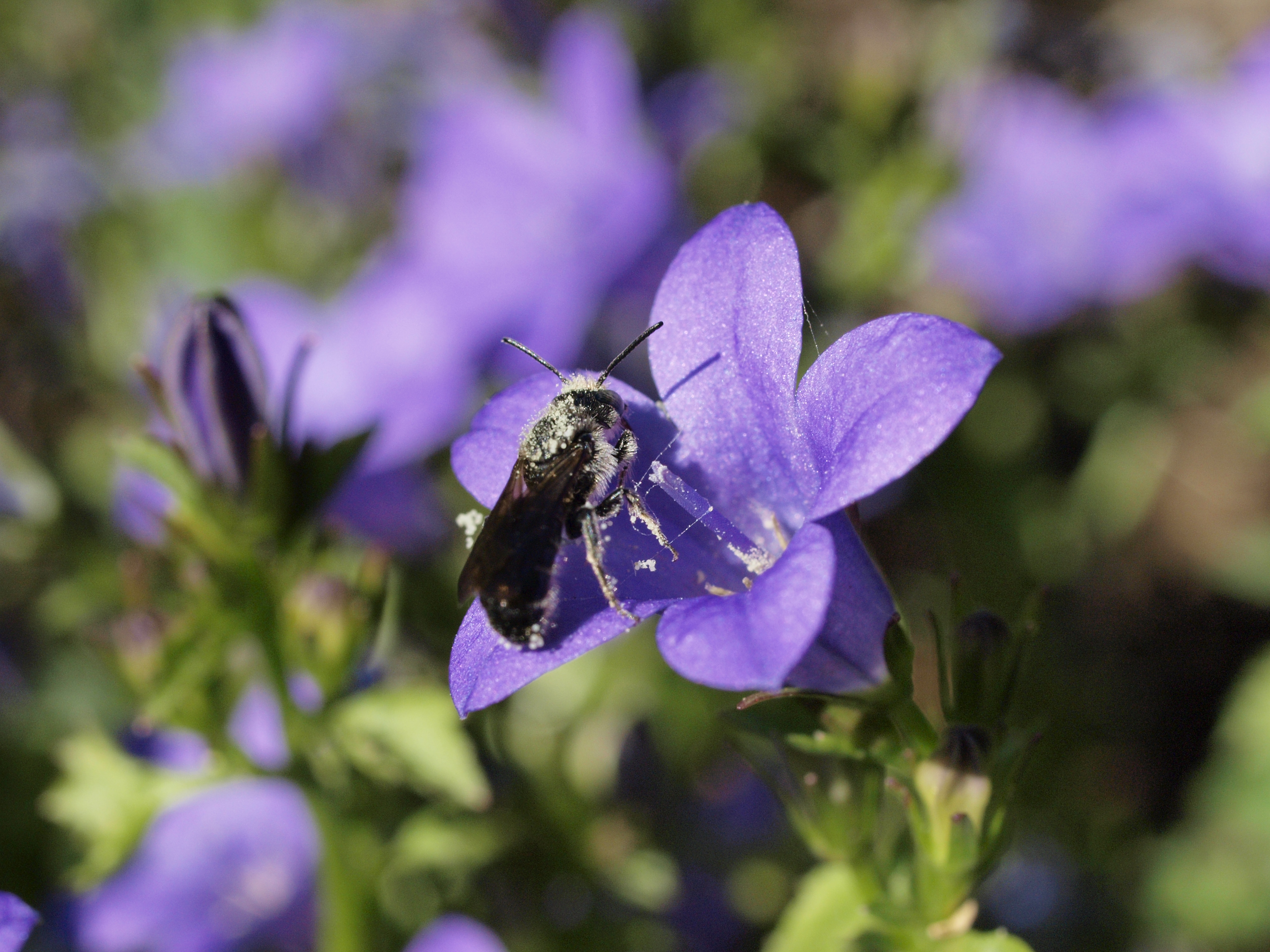 Insect Profile: Chelostoma rapunculi