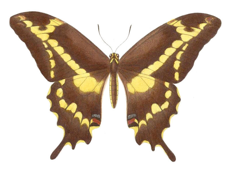 Insect Profile: The Schaus Swallowtail