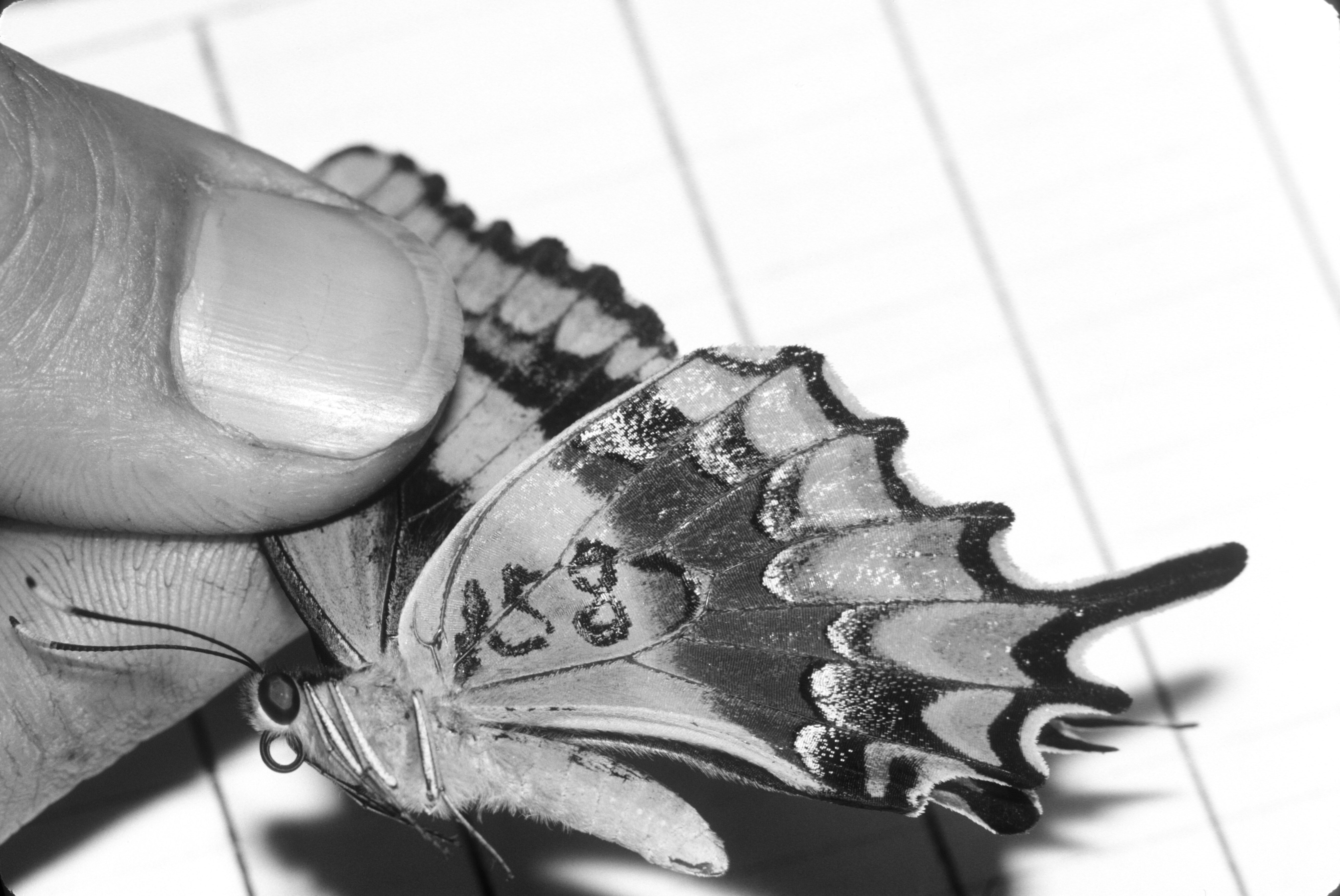 The Schaus Swallowtail