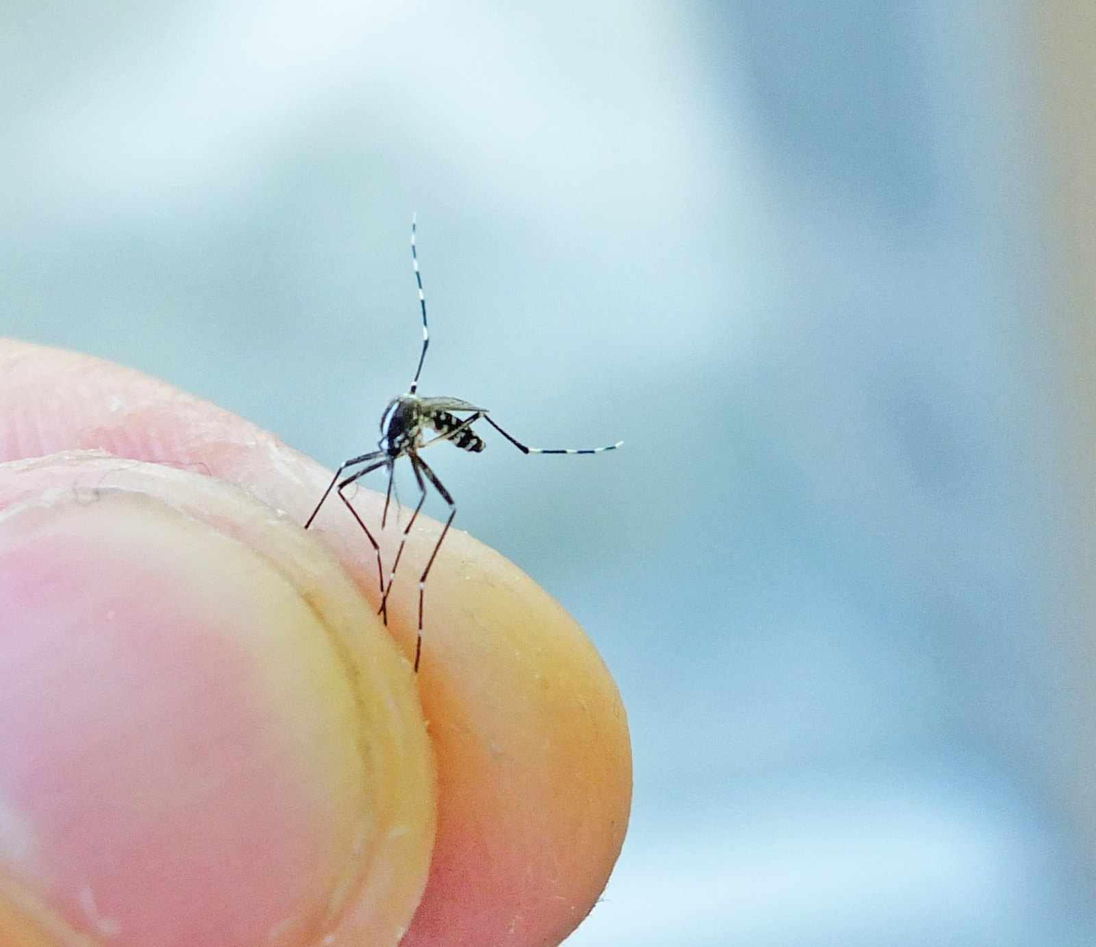Mosquitopia Part 1: Killing Mosquitoes? The Pros and Cons