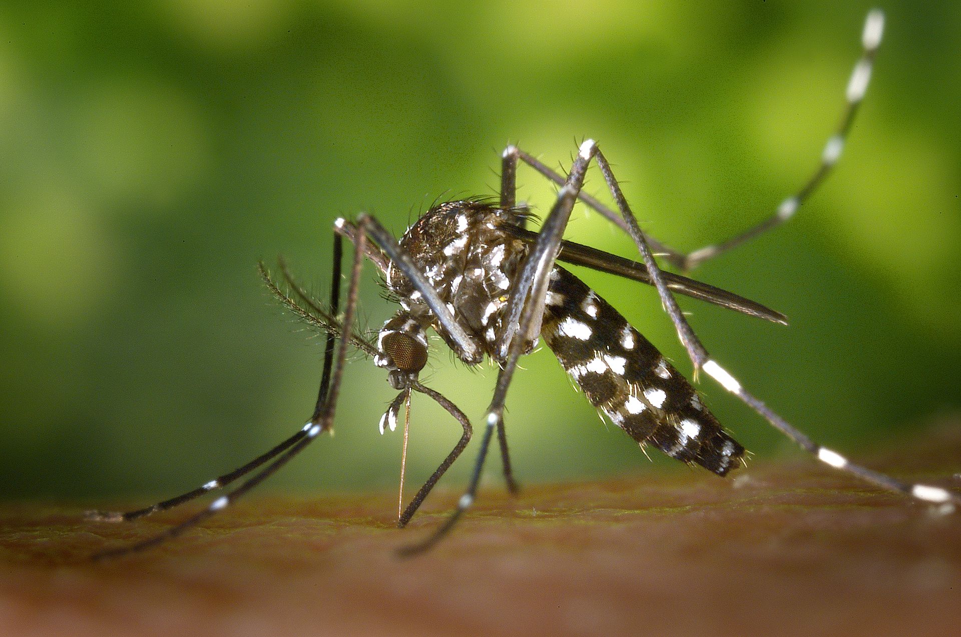 Insect Profile: Asian Tiger Mosquito