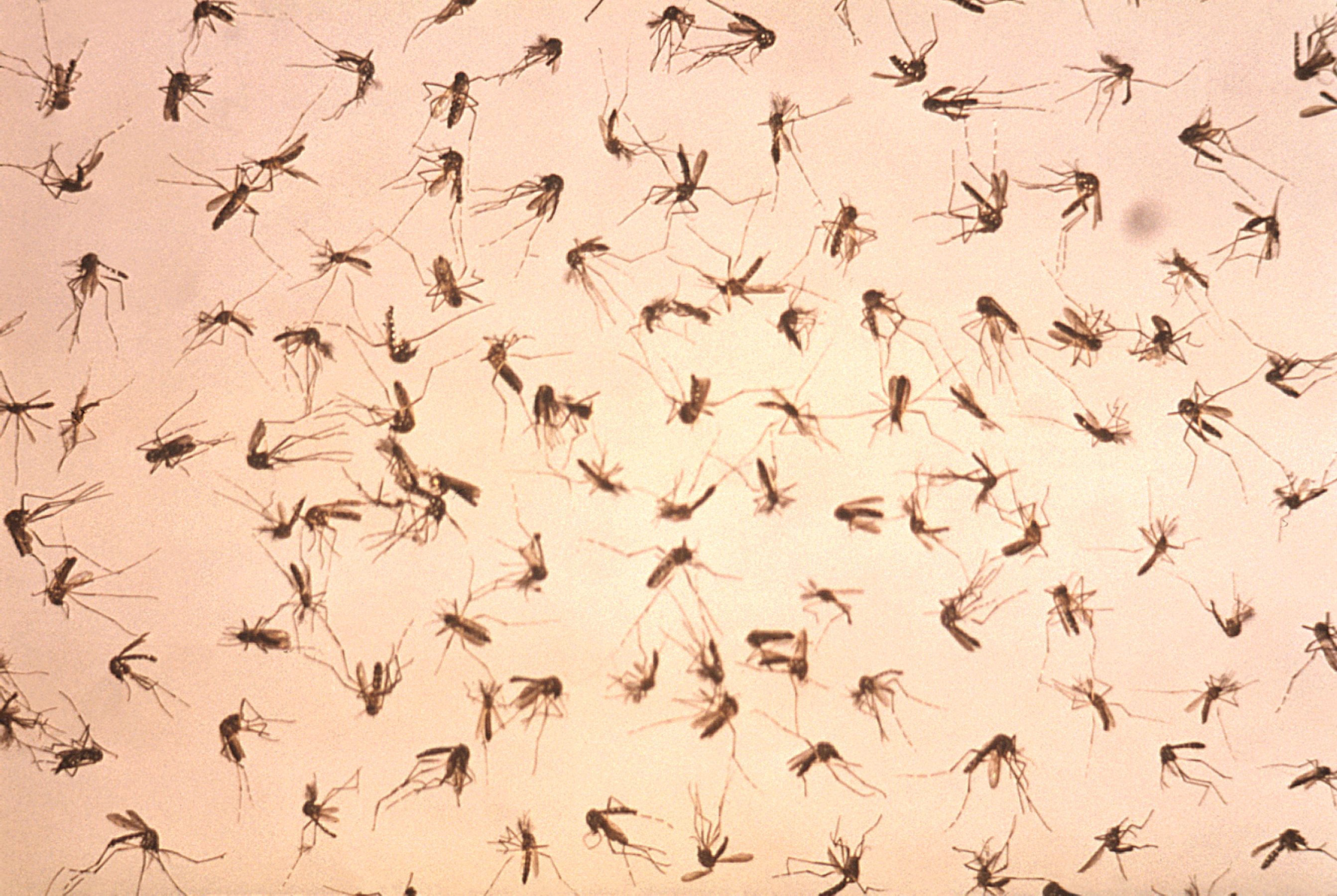 Mosquitopia Part 3: Key Reasons for Killing Mosquitoes
