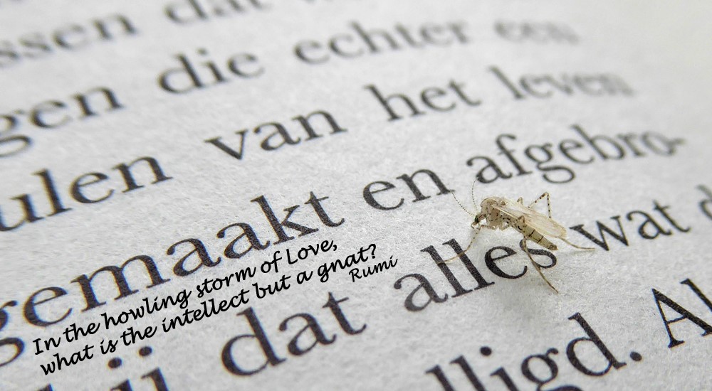 Insects as Inspiration