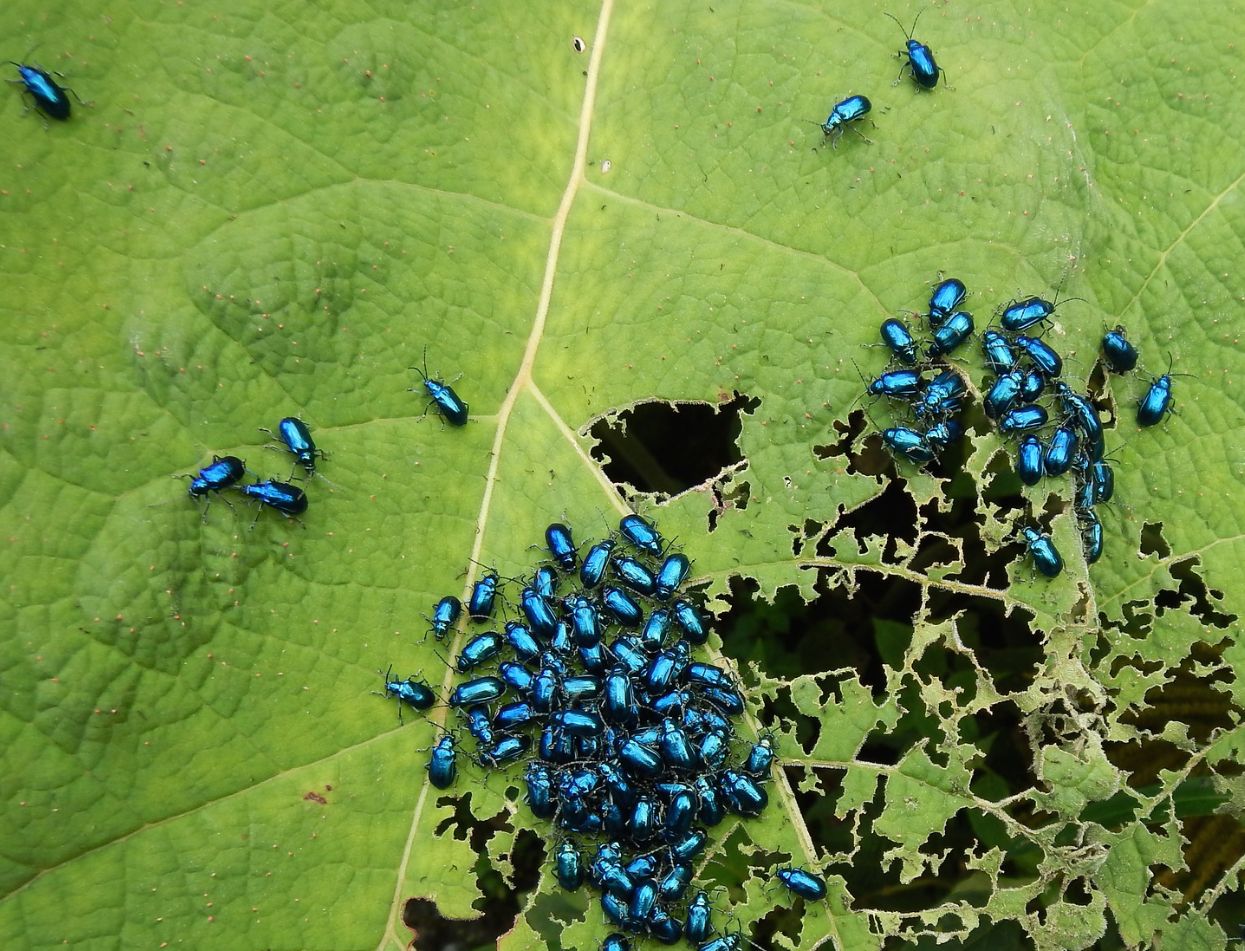 Overcoming the Fear Factor: Teaching and Learning about Insects and Biodiversity