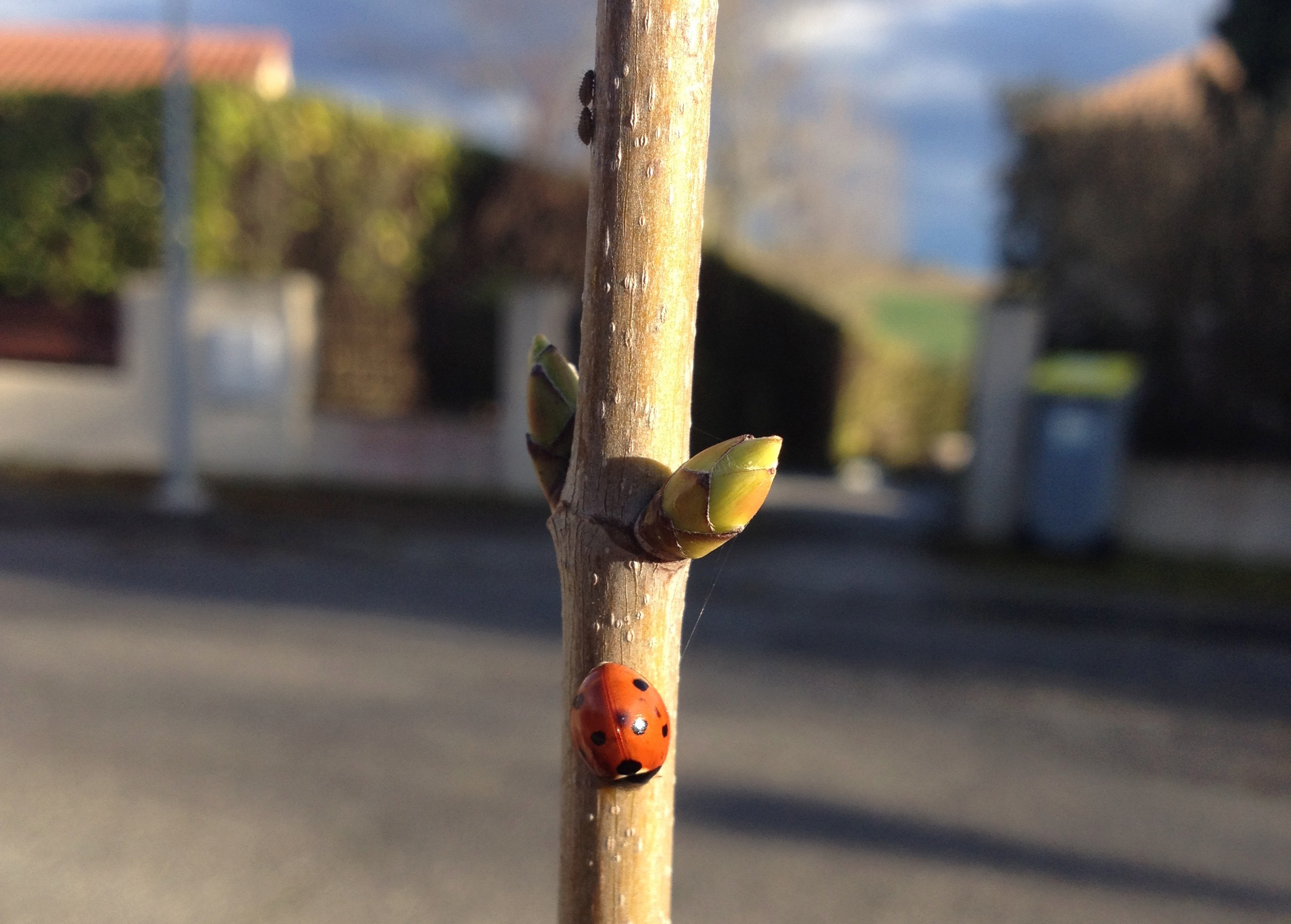 Insect Portrait: Ladybird Beetles
