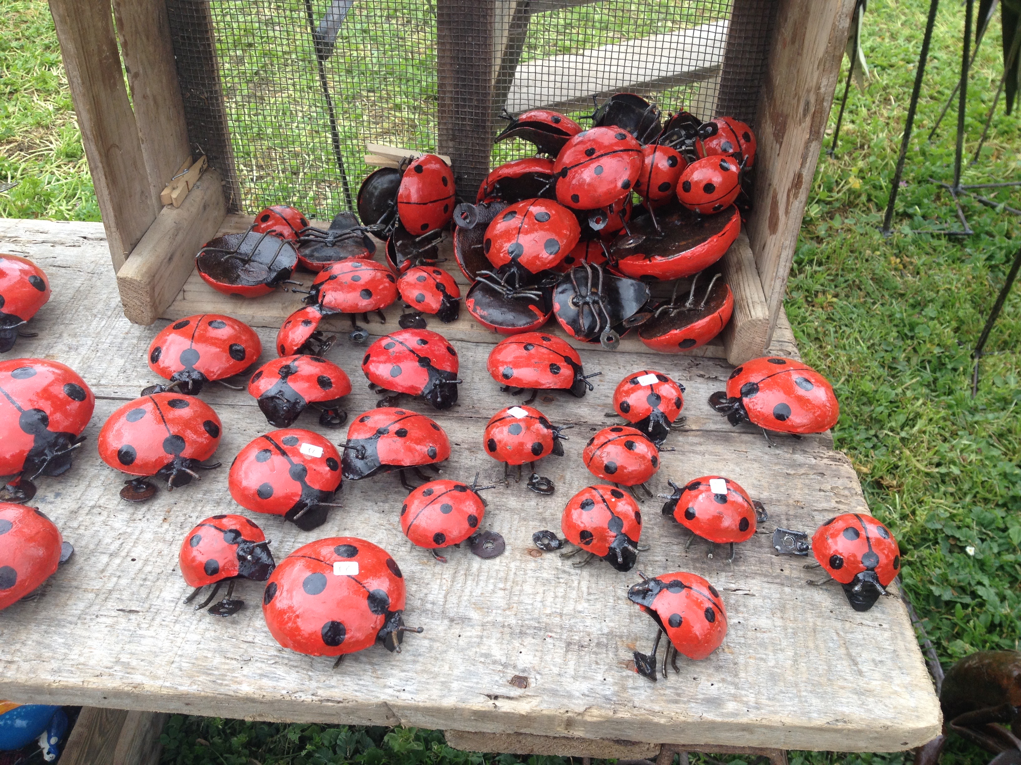 Portrait of an Insect Lover: Alexandra Magro