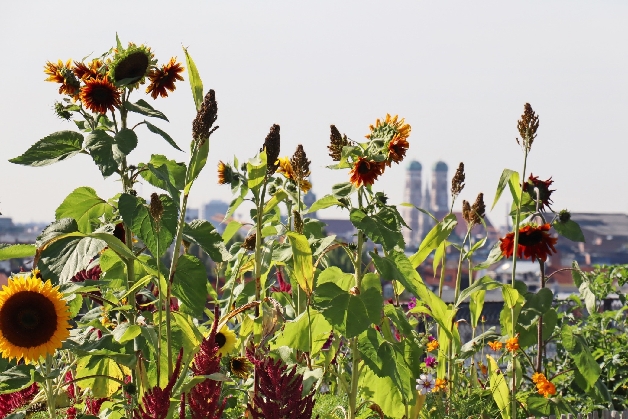 Ecopolis Munich: Environmental Stories of Discovery