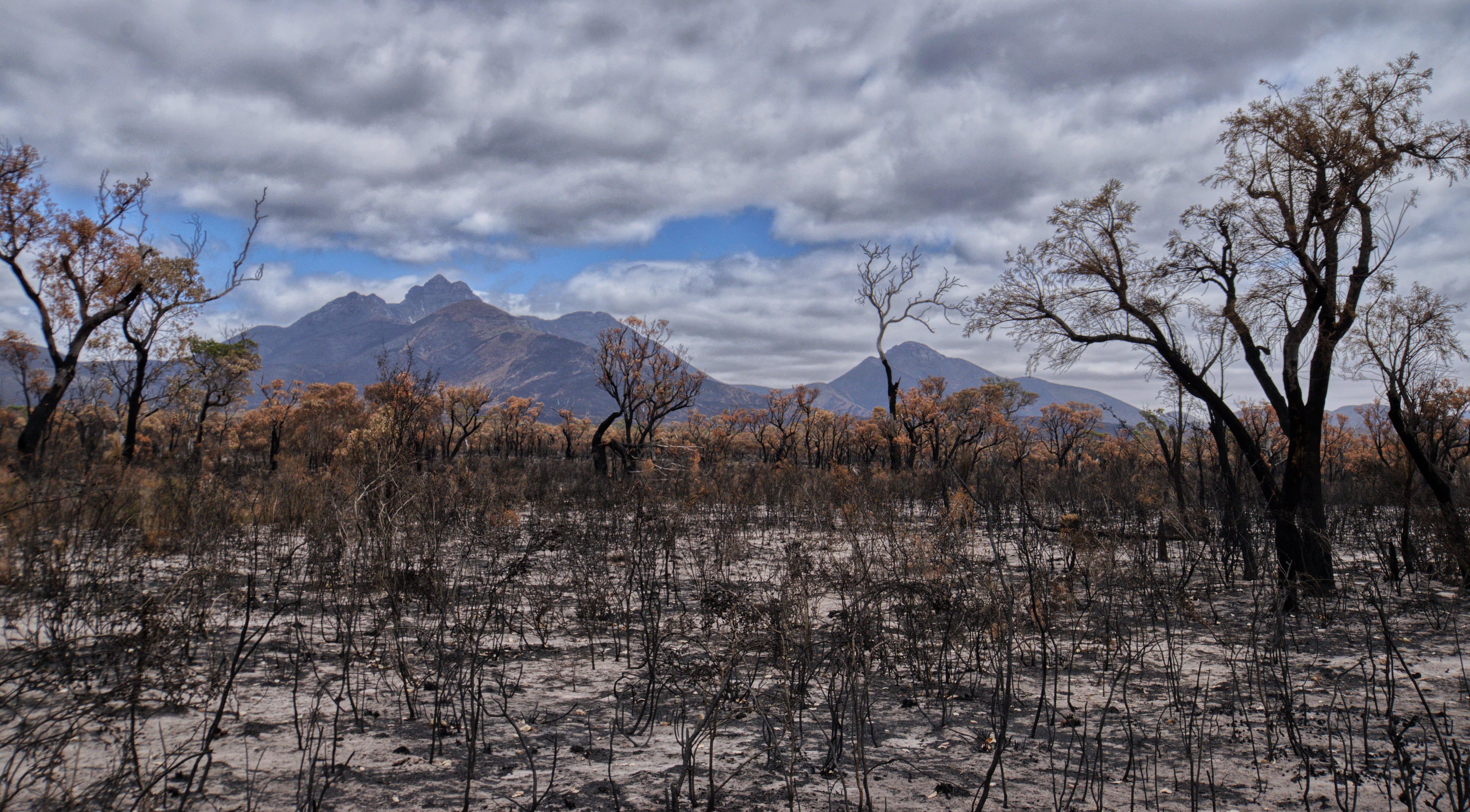 Smoke, Black Cockatoos, and Banksias