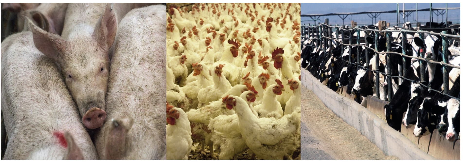 Is Covid-19 a “Capitalocene†Challenge?