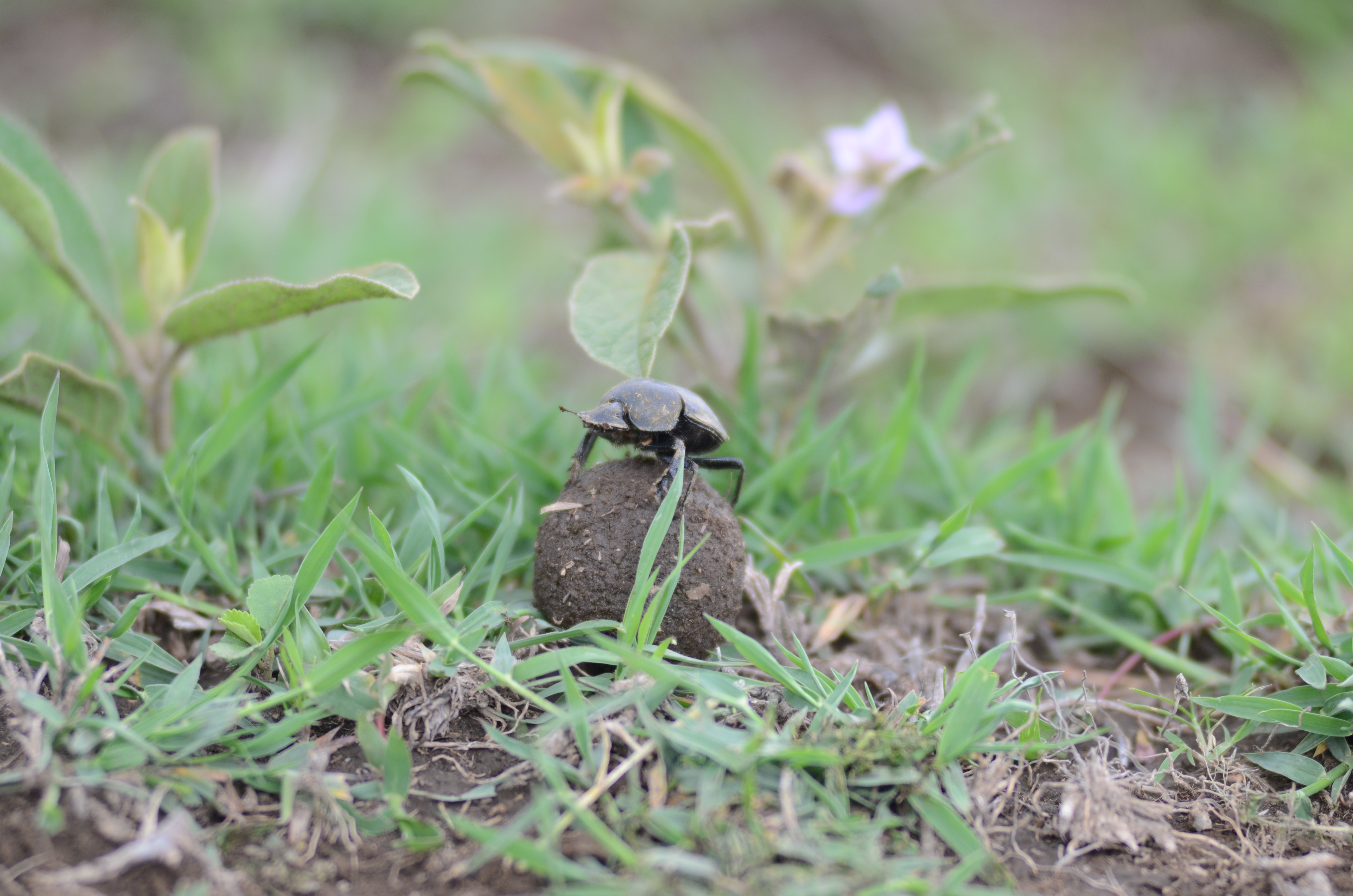 Insect Portrait: The Dung Beetle