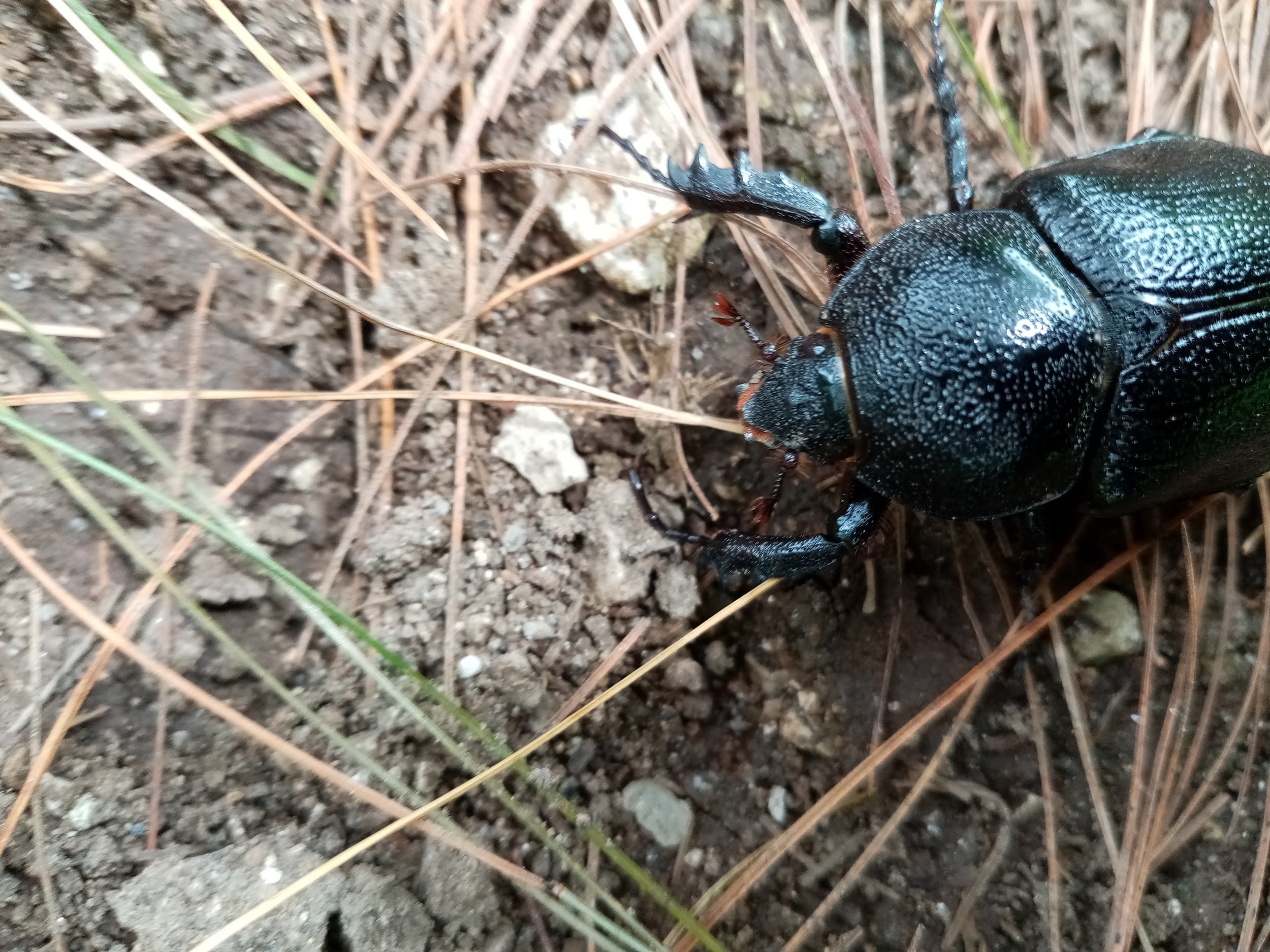 Tracing Landscape Change through Dung Beetles