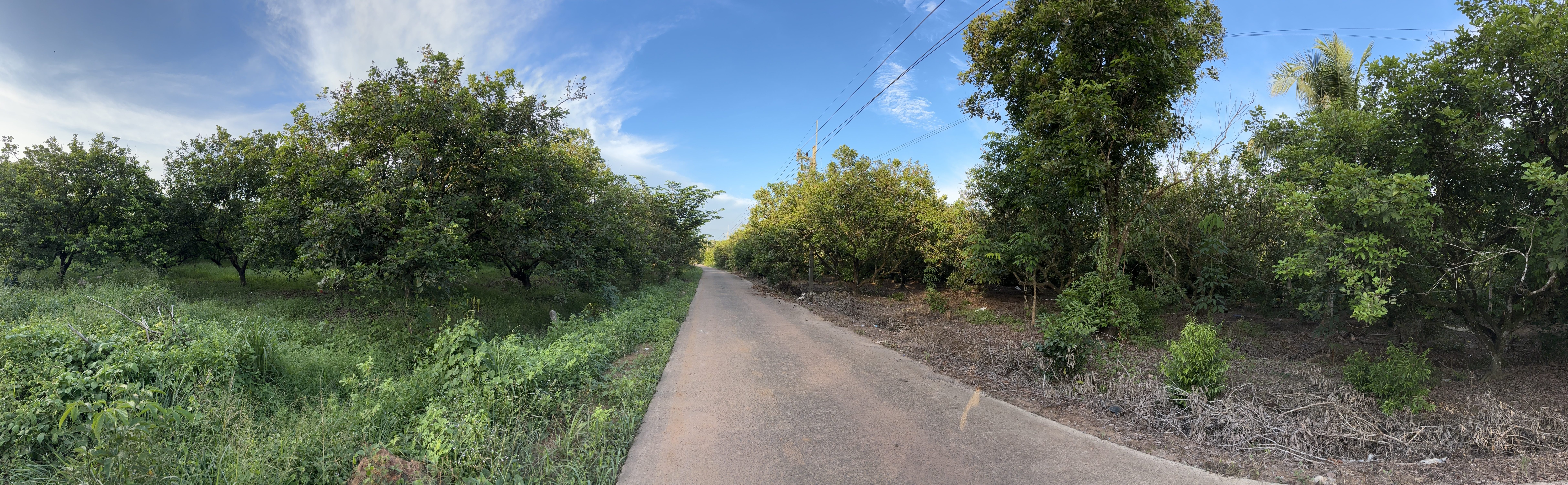 The King of Fruits Needs Space