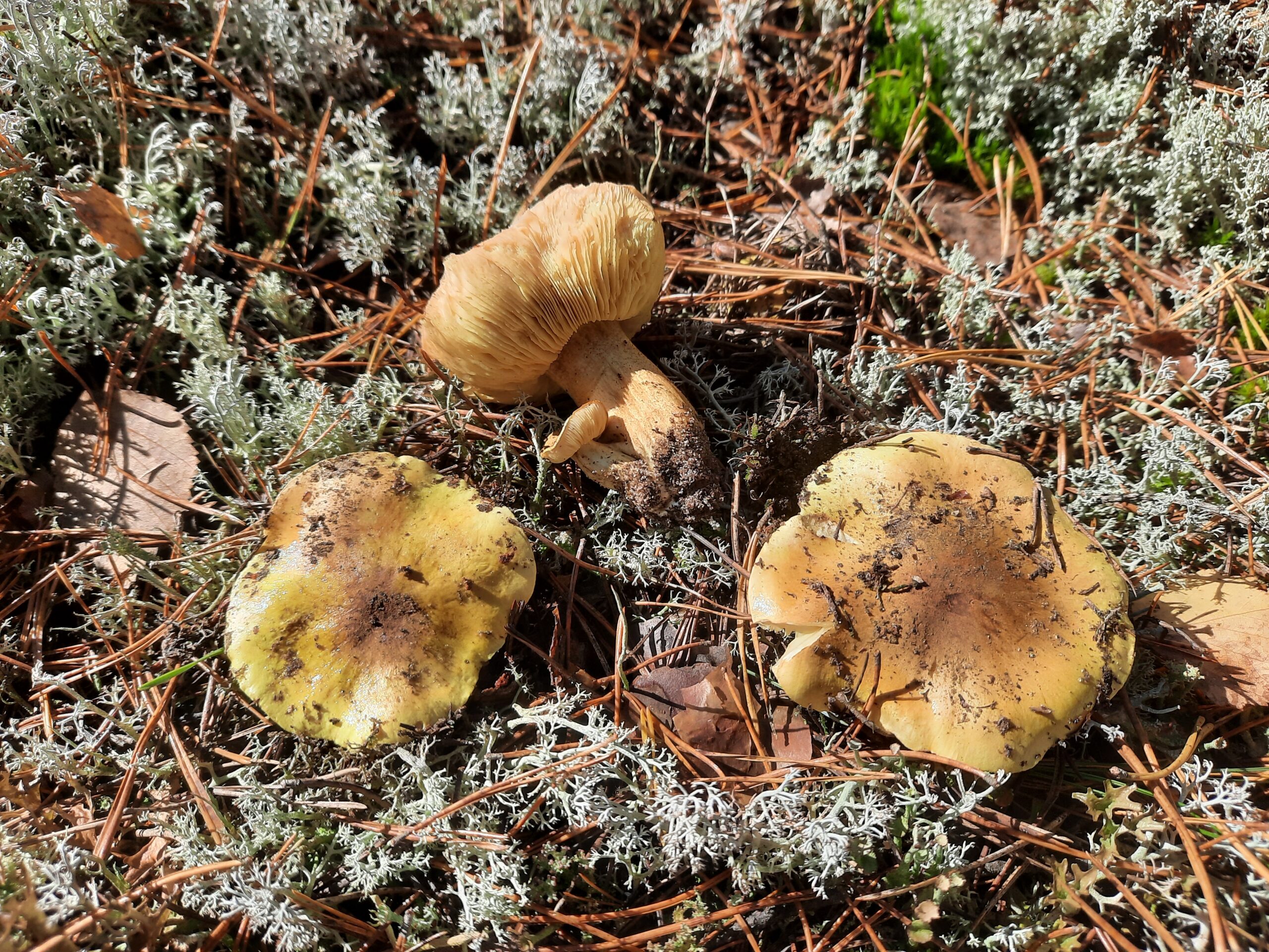 "Zielonki" mushrooms picked by an elderly Katra residident.